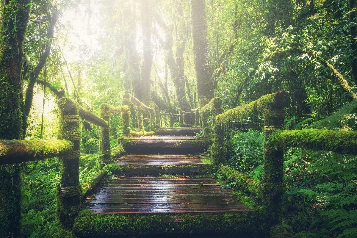 mossy wooden path